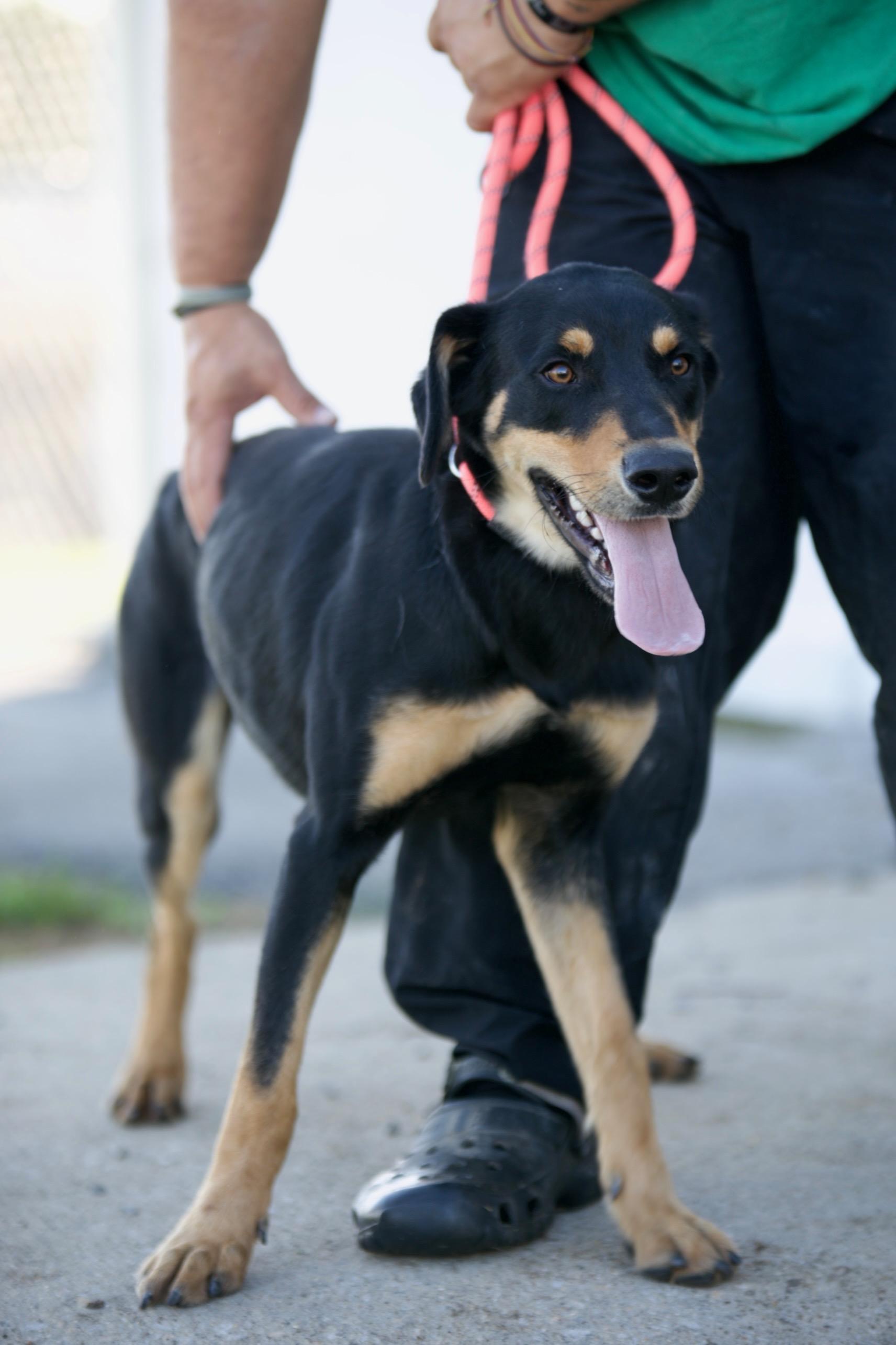 Major, Adoptable, Young Male Rottweiler.