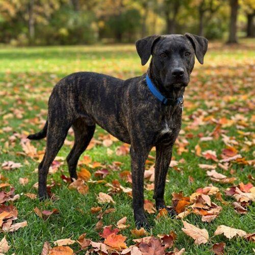 Gus Gus, Adoptable, Adult Male Catahoula Leopard Dog & Mixed Breed.