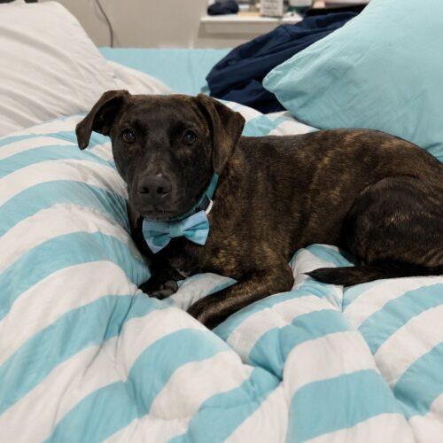 Enlarge Gus Gus, a Adoptable mixed breed in Lincolnshire, IL image 2/3