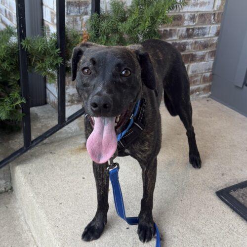 Enlarge Gus Gus, a Adoptable mixed breed in Lincolnshire, IL image 3/3