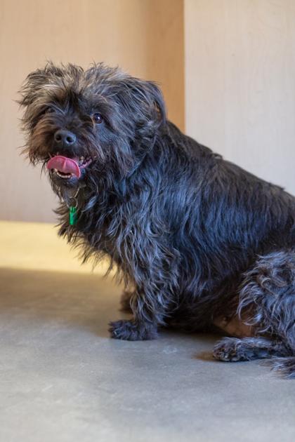 Lucy, a Adoptable mixed breed in Lebec, CA image 1/3