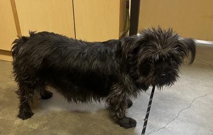 Lucy, a Adoptable mixed breed in Lebec, CA image 2/3