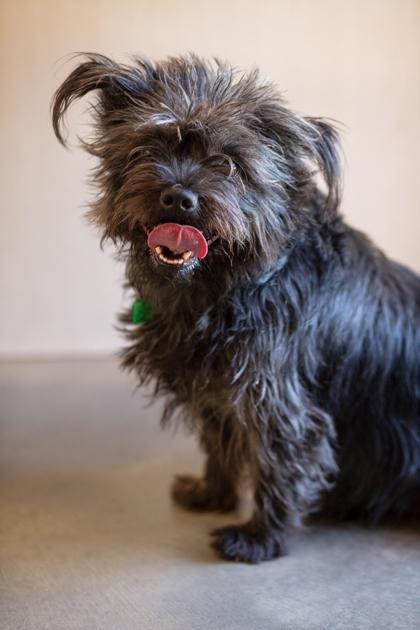 Lucy, a Adoptable mixed breed in Lebec, CA image 3/3