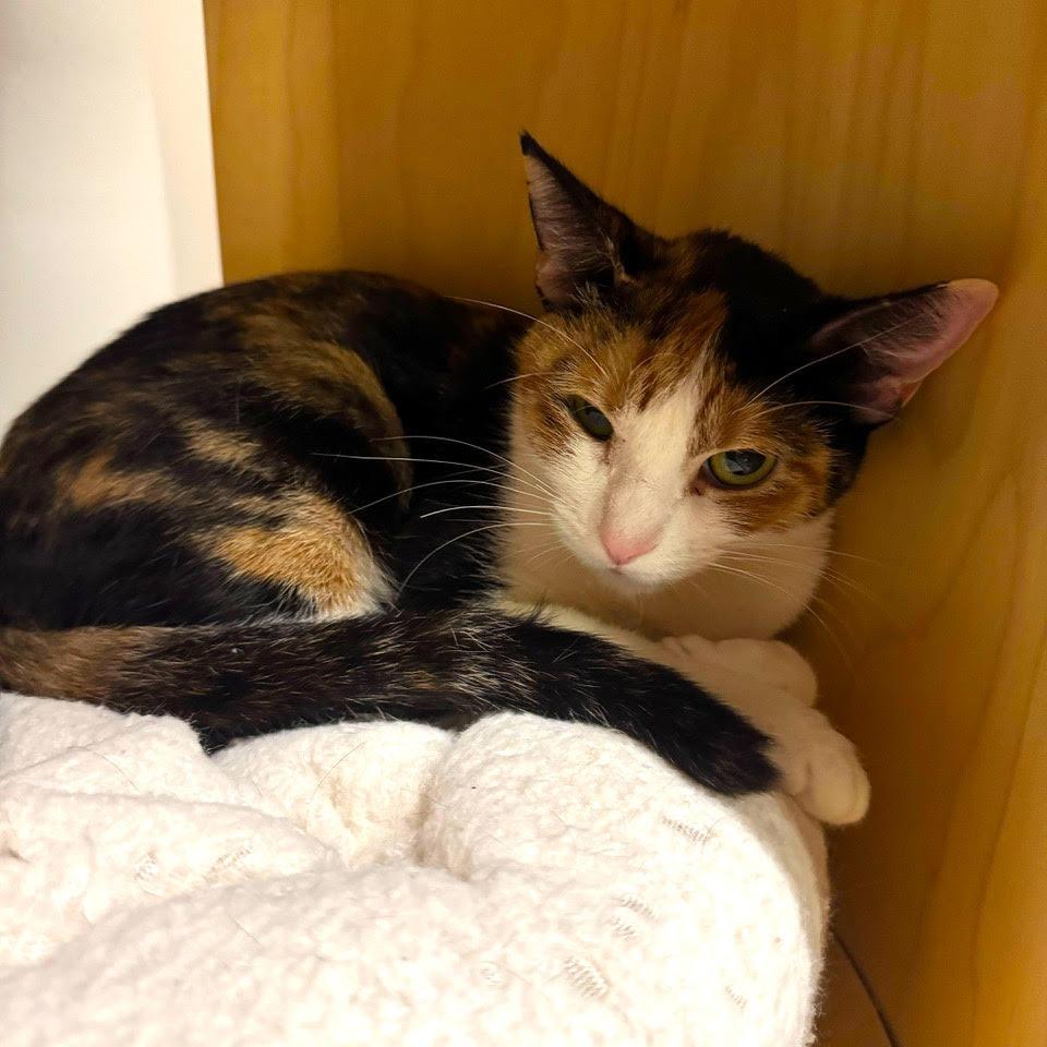 Laurie Strode — thumbnail 2