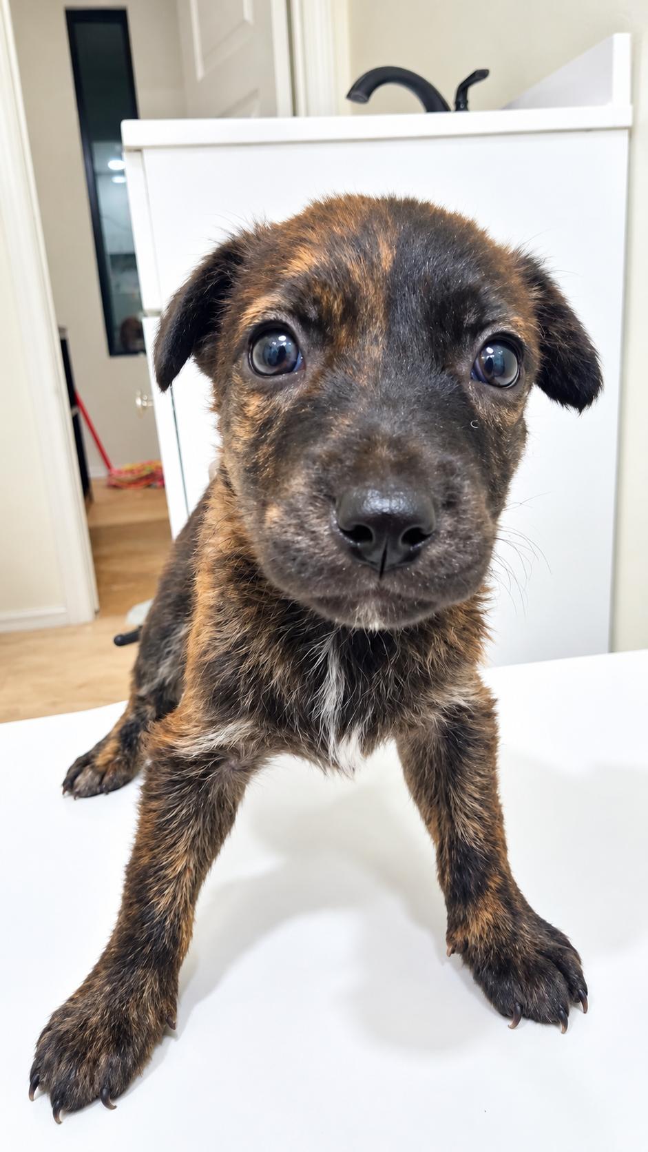 Enlarge AXEL, a Adoptable Belgian Shepherd / Malinois in Billings, MT image 4/5