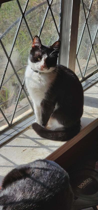 Rebel, Adoptable, Kitten Female Tuxedo & Domestic Short Hair.