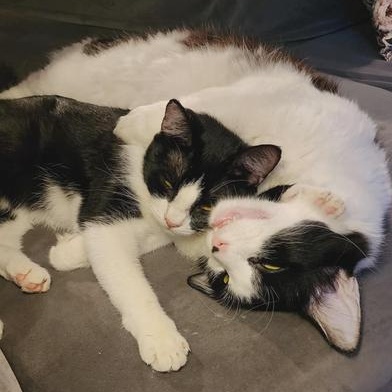 Enlarge Rebel, a Adoptable mixed breed in Liverpool, TX image 3/6