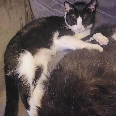 Enlarge Rebel, a Adoptable mixed breed in Liverpool, TX image 2/6