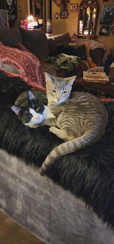 Enlarge Rebel, a Adoptable mixed breed in Liverpool, TX image 5/6