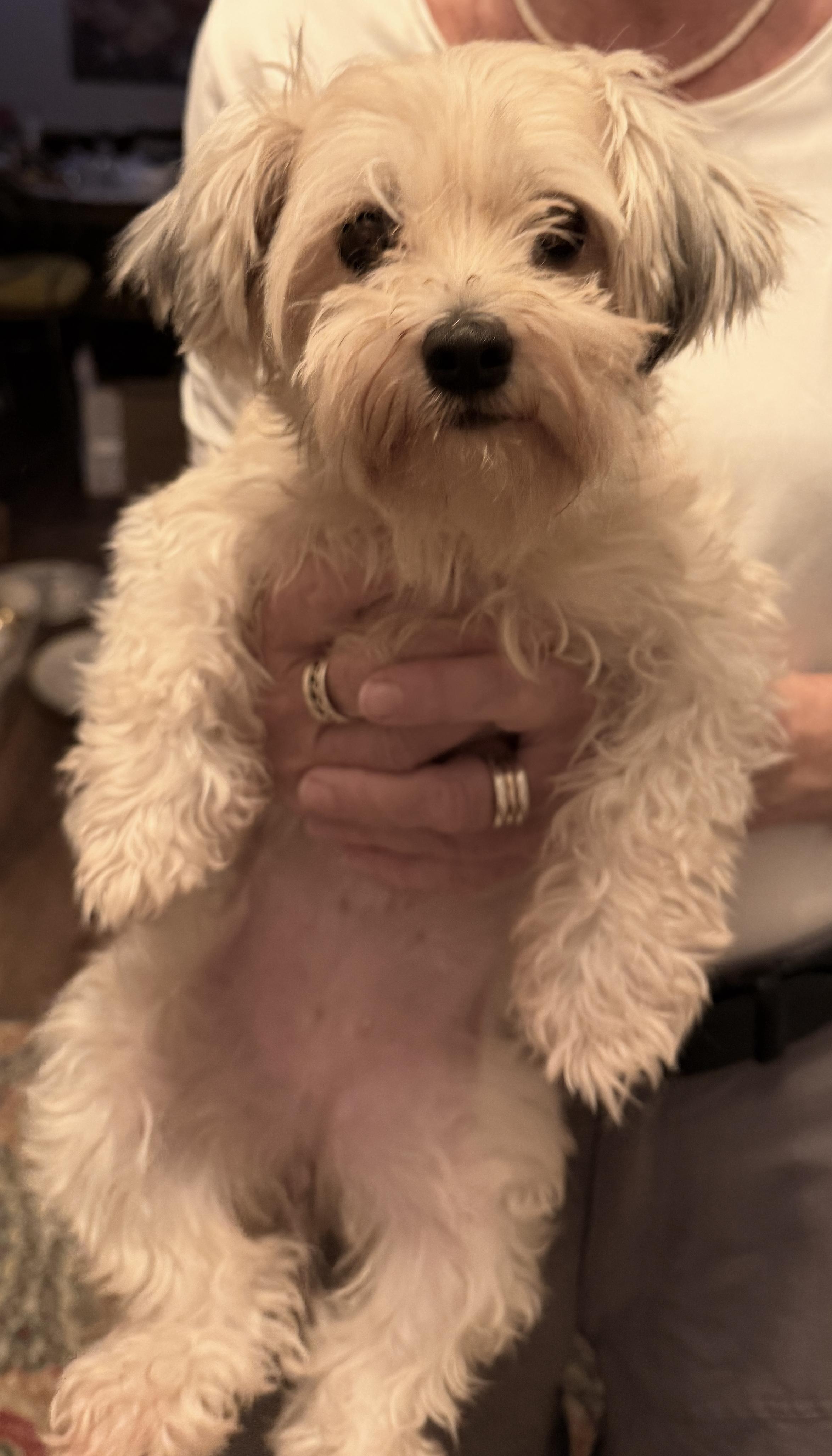 Bonnie, ADOPTABLE, Young Female Morkie.