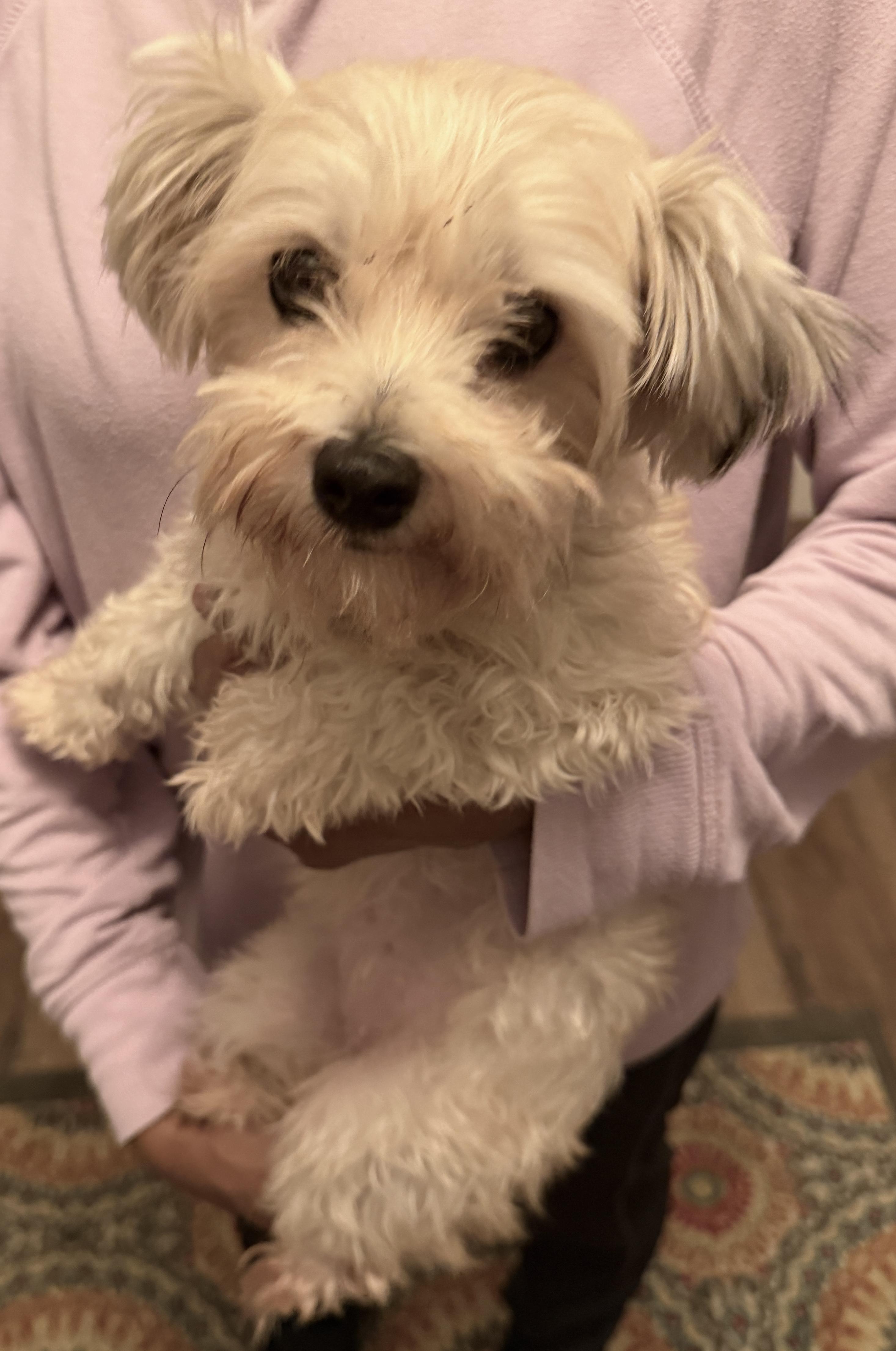 Bonnie, a ADOPTABLE mixed breed in Beaverton, OR image 2/3