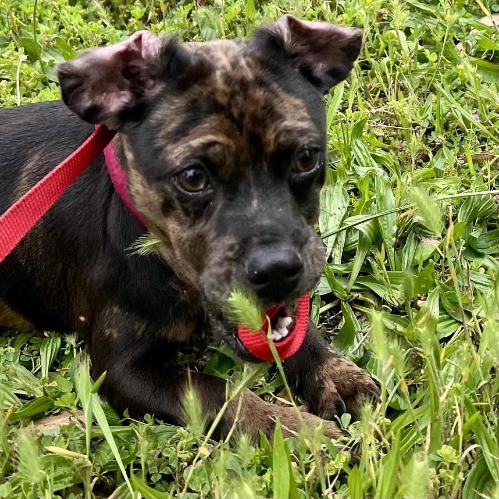 Pugsly, Adoptable, Young Male Pug & Dachshund.