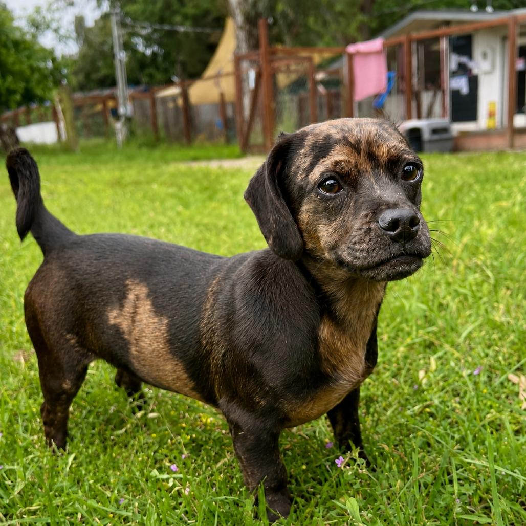 Enlarge Pugsly, a Adoptable mixed breed in Sonoma, CA image 2/5