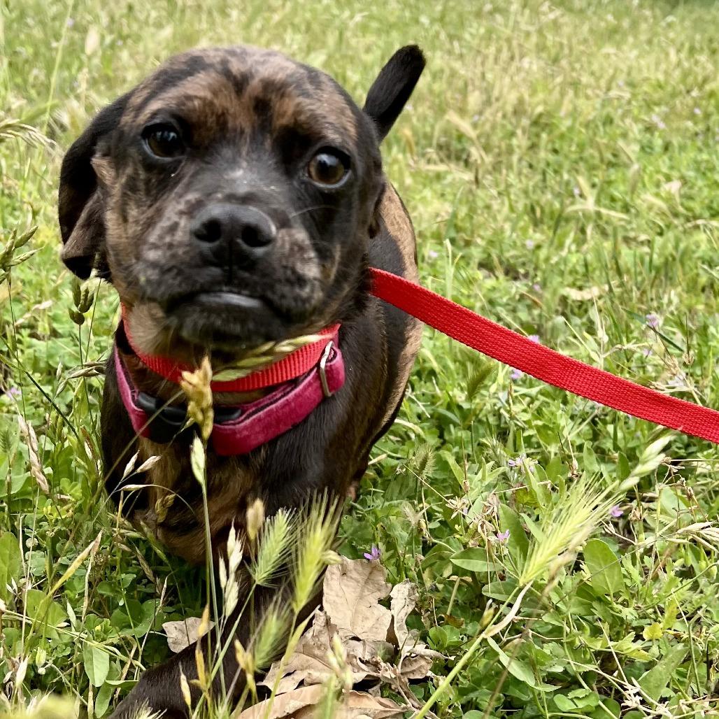 Pugsly, a Adoptable mixed breed in Sonoma, CA image 2/5