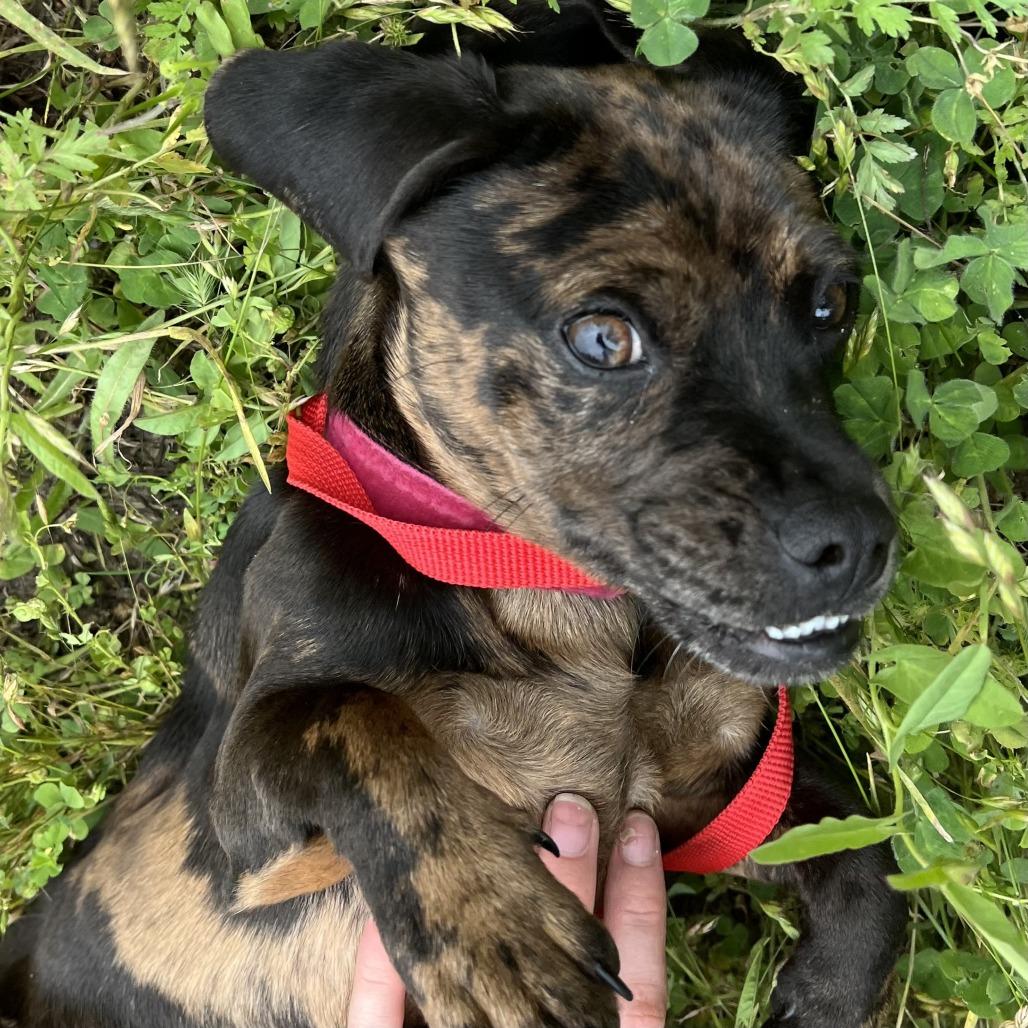 Pugsly, a Adoptable mixed breed in Sonoma, CA image 3/5