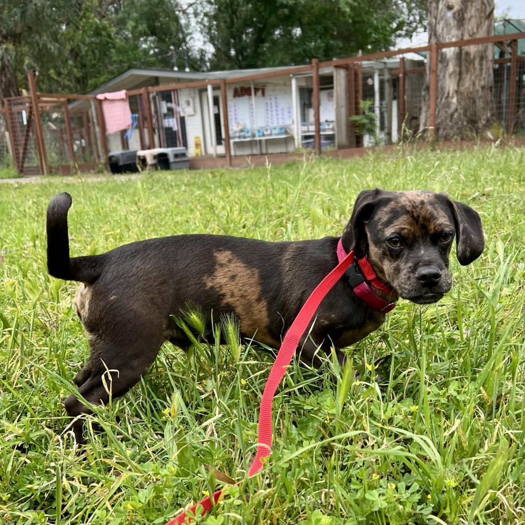 Pugsly, a Adoptable mixed breed in Sonoma, CA image 4/5