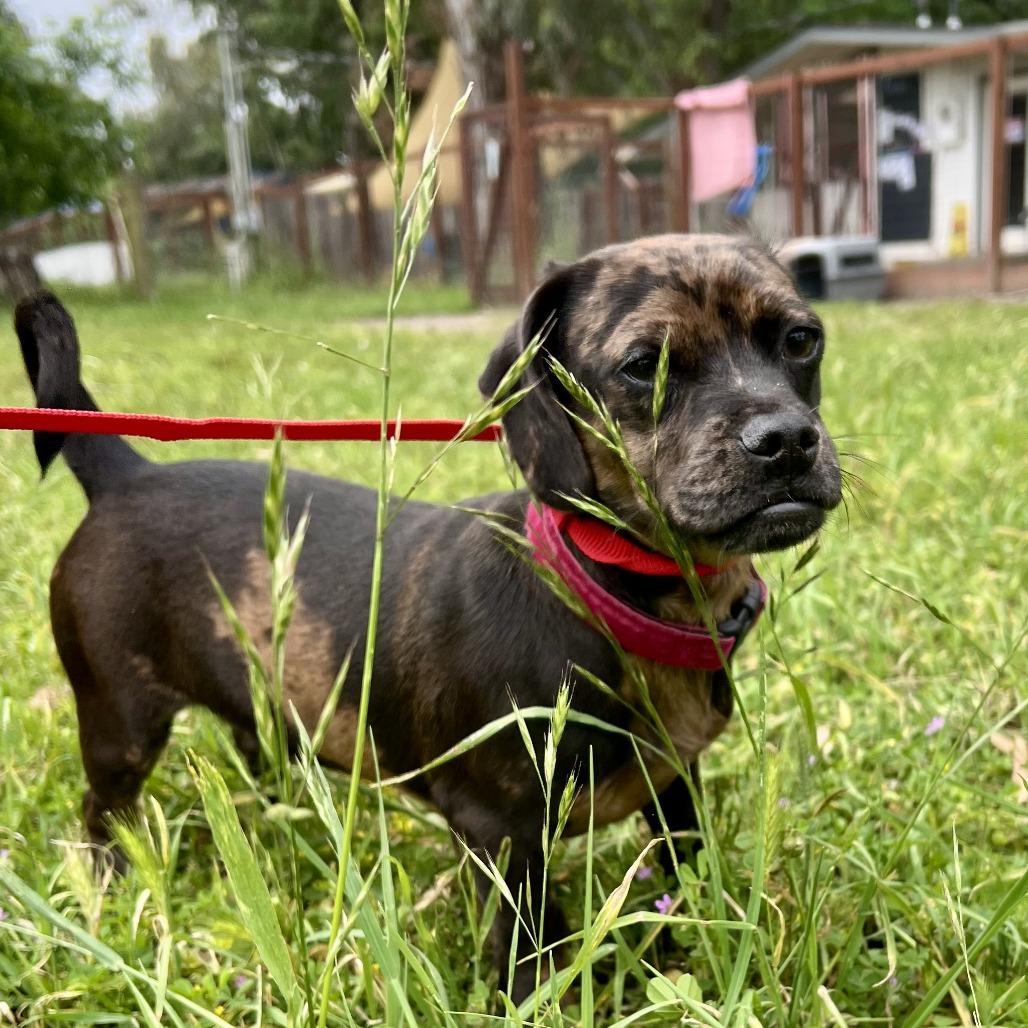 Pugsly, a Adoptable mixed breed in Sonoma, CA image 5/5