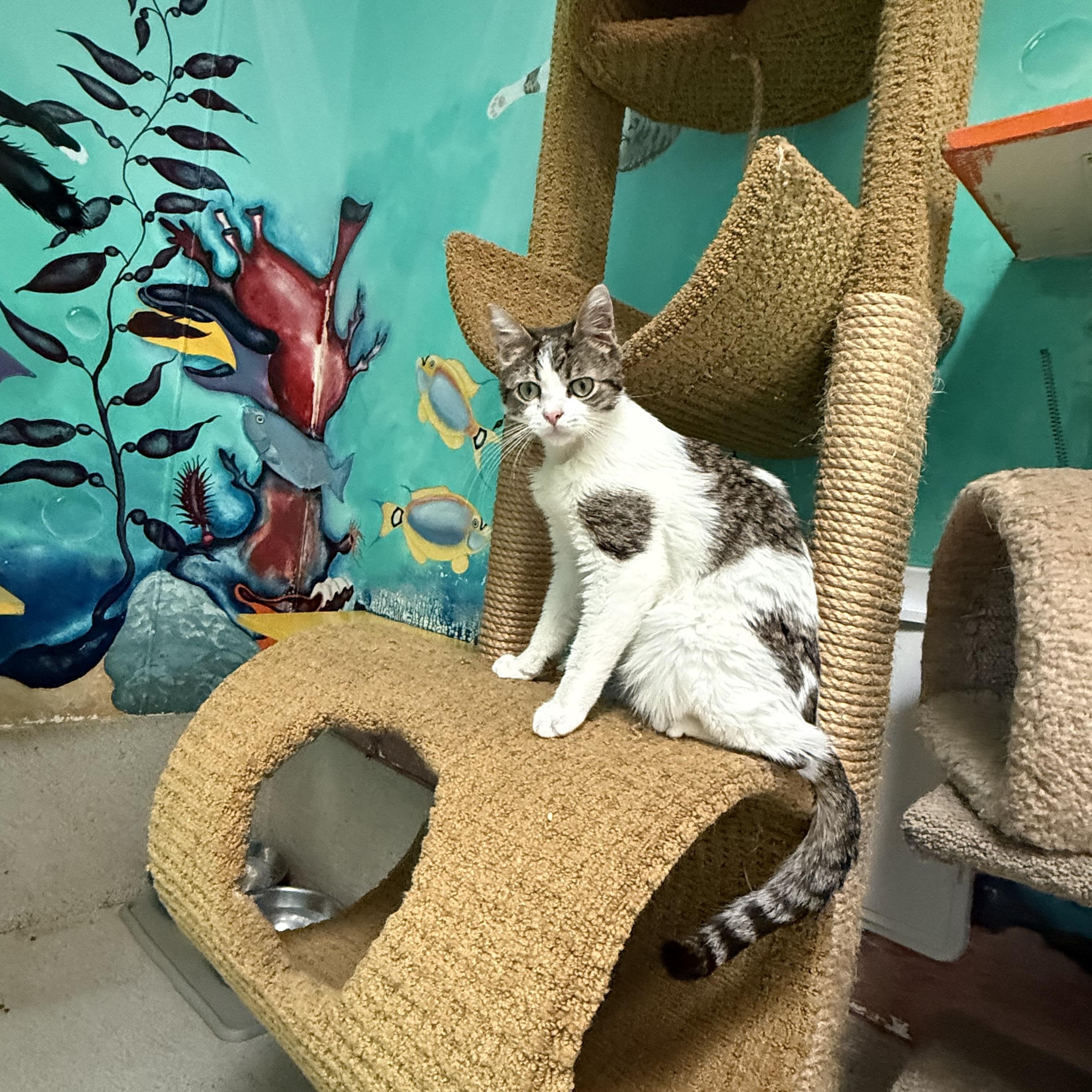 Enlarge Rebel, a Adoptable Domestic Short Hair in Newport Beach, CA image 1/6