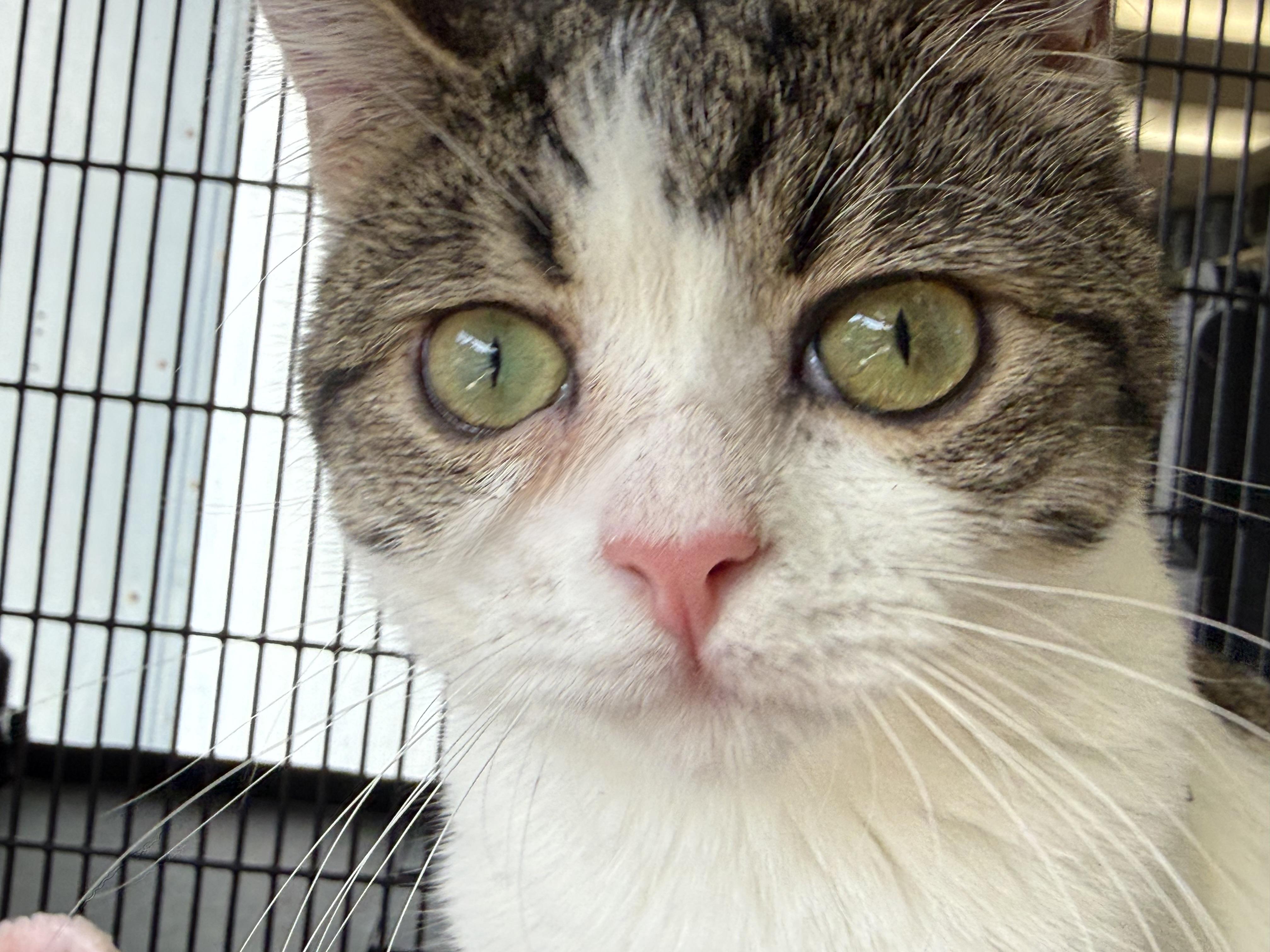 Rebel, a ADOPTABLE Domestic Short Hair in Newport Beach, CA image 5/6