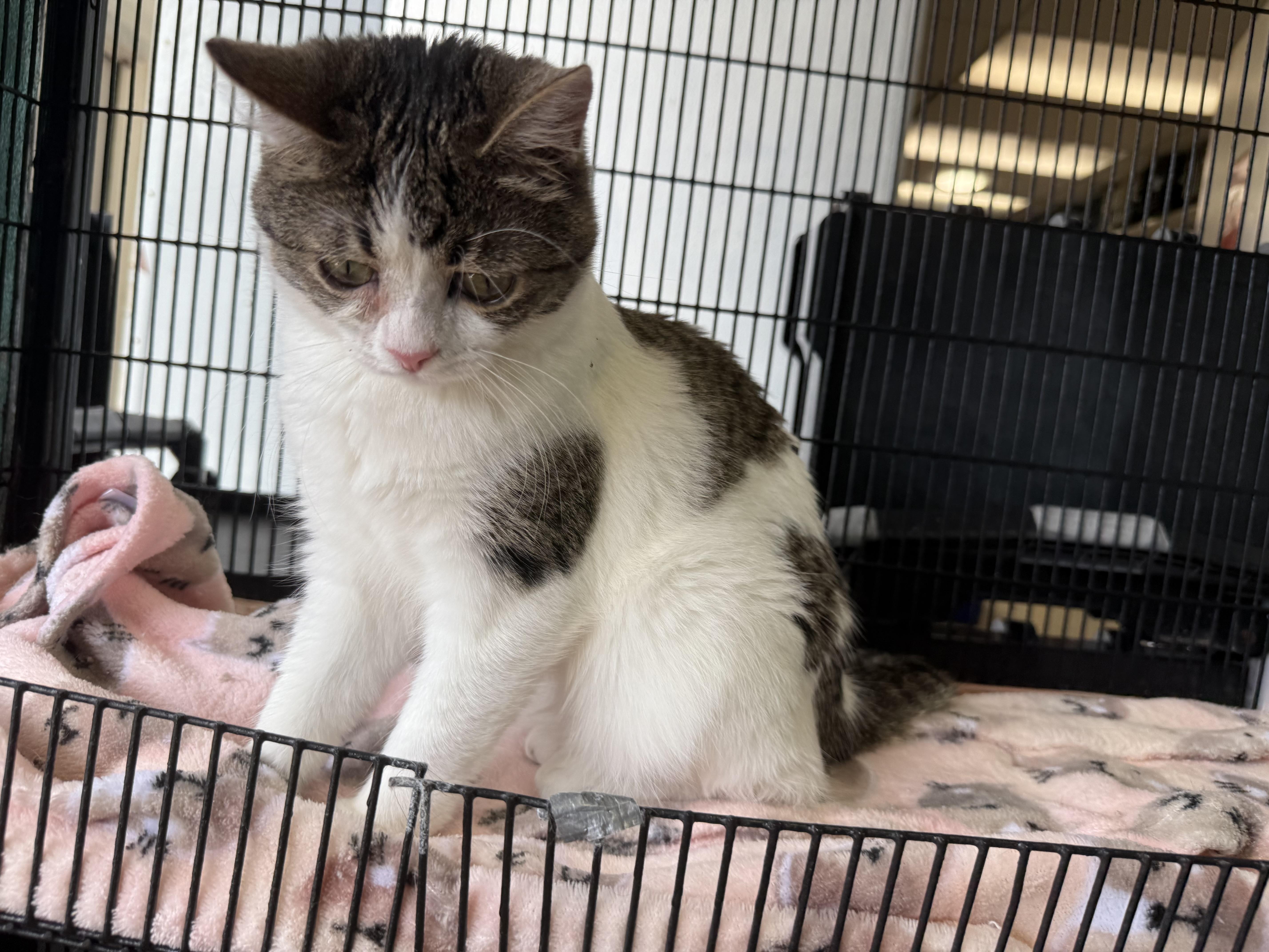 Rebel, a ADOPTABLE Domestic Short Hair in Newport Beach, CA image 2/6