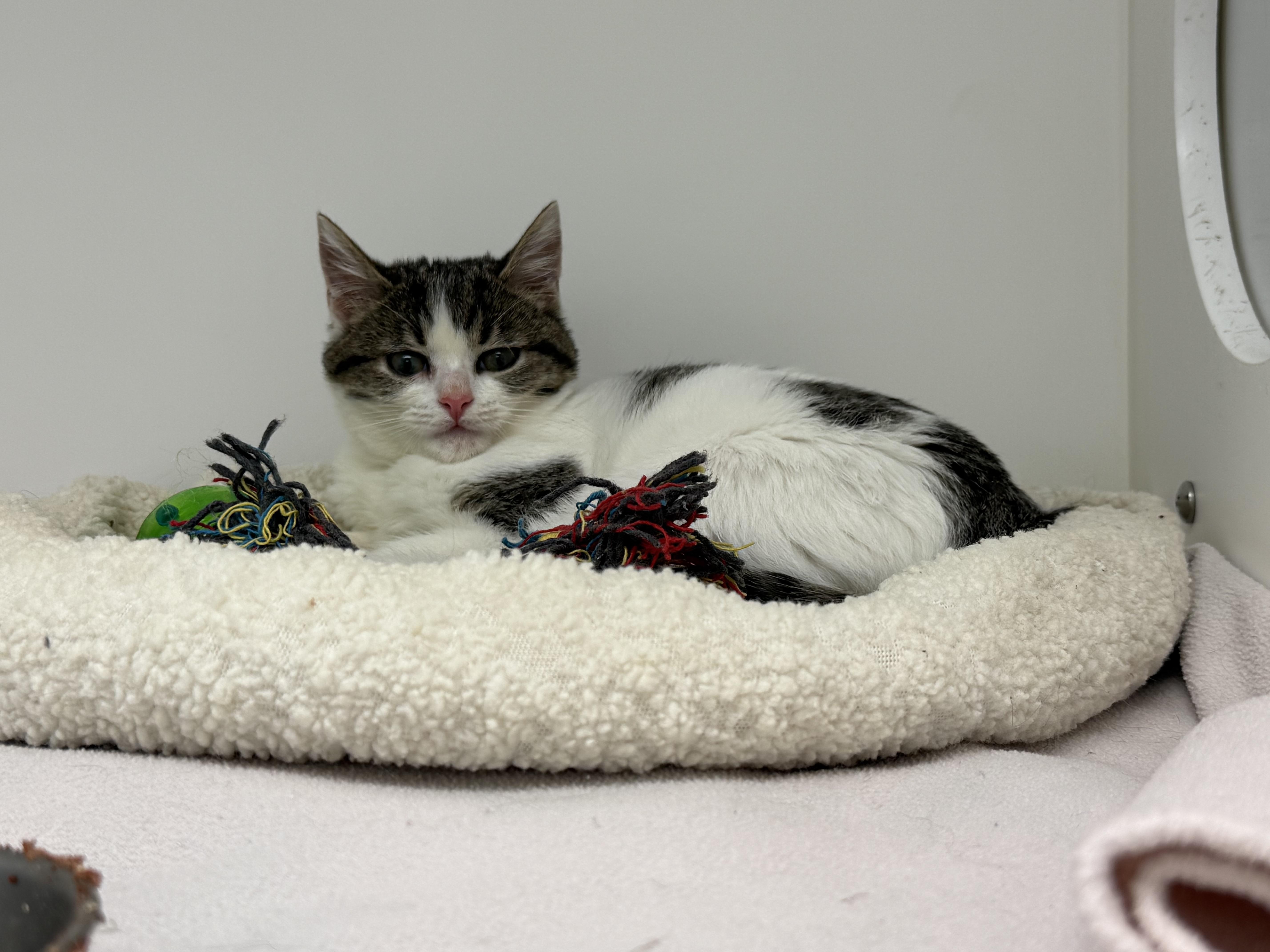 Rebel, ADOPTABLE, Young Female Domestic Short Hair.