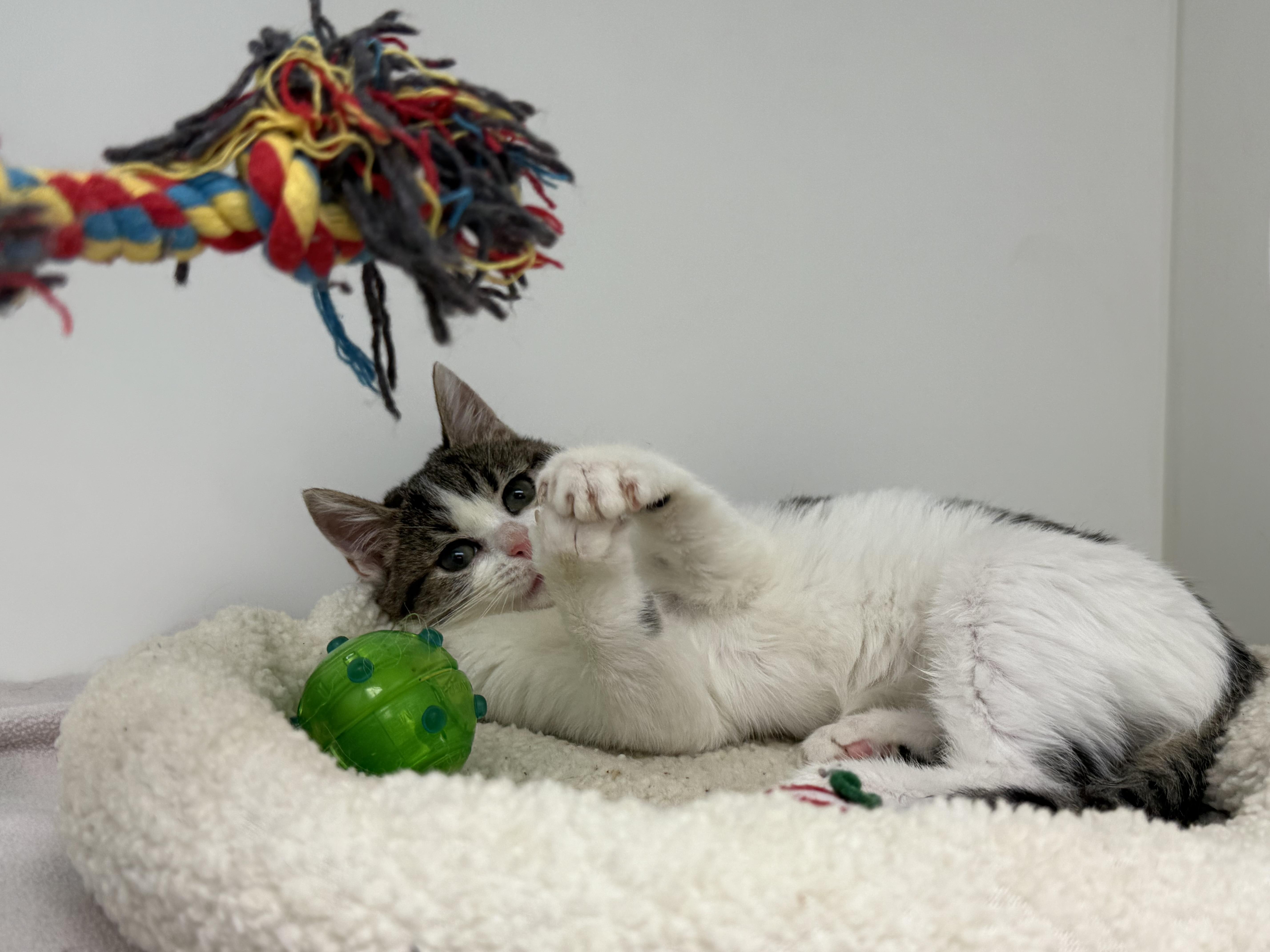Rebel, a ADOPTABLE Domestic Short Hair in Newport Beach, CA image 3/6