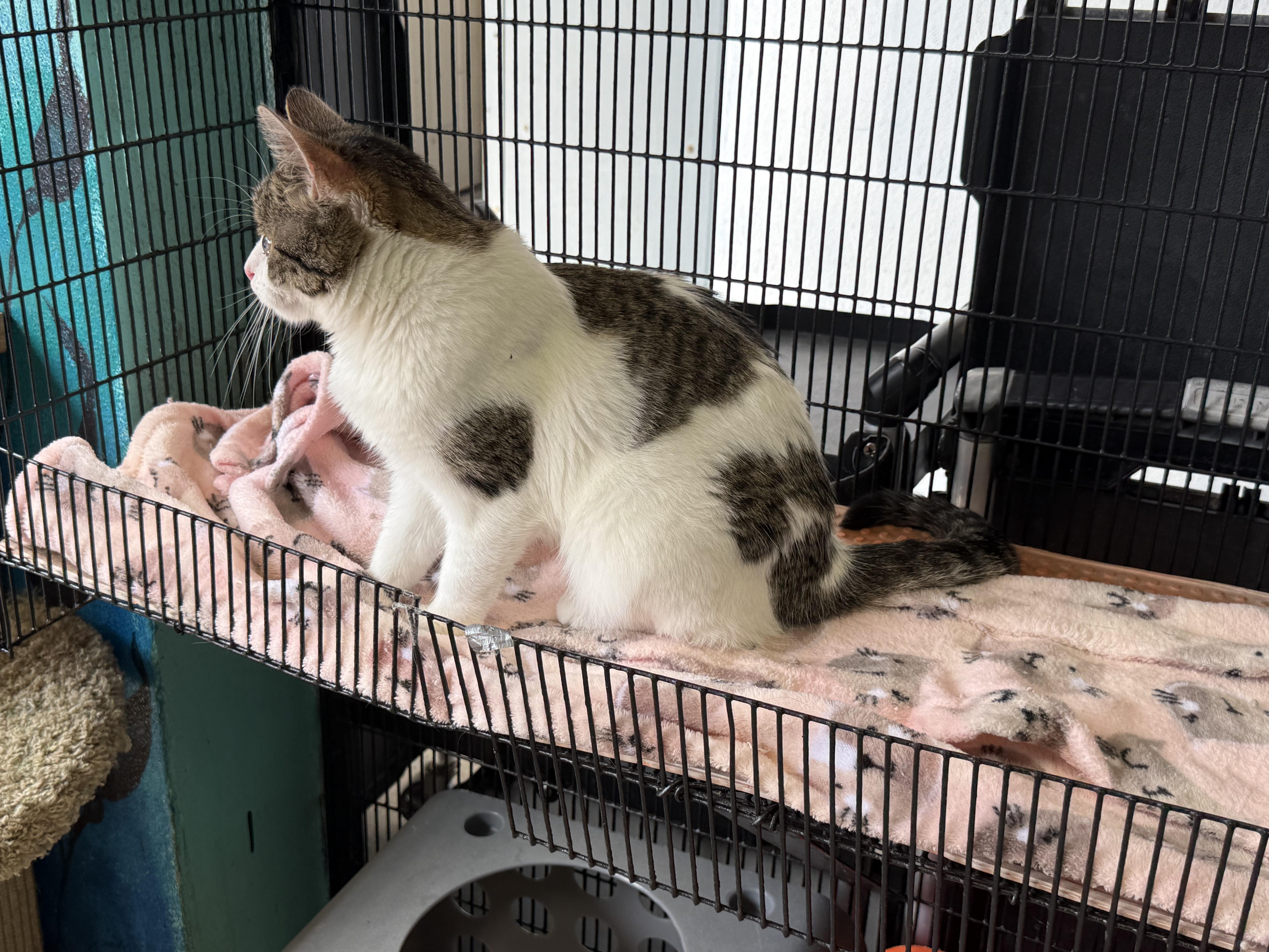 Rebel, a ADOPTABLE Domestic Short Hair in Newport Beach, CA image 6/6