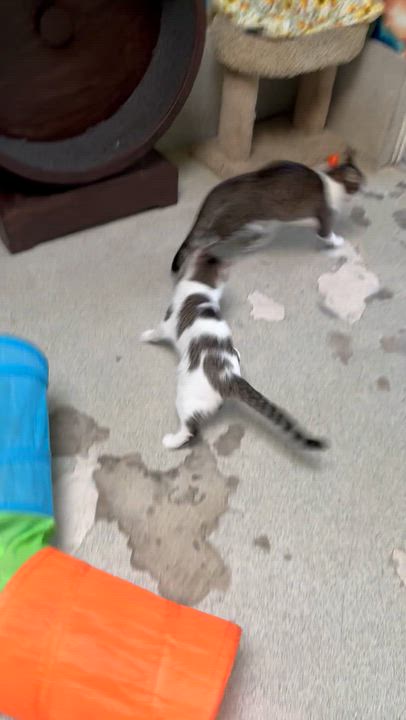 Enlarge Rebel, a Adoptable Domestic Short Hair in Newport Beach, CA video 6/6