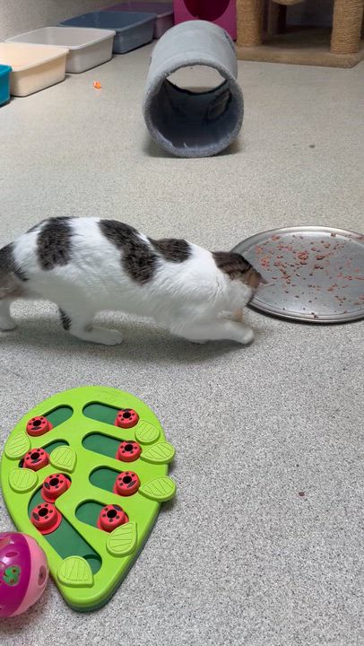 Enlarge Rebel, a ADOPTABLE Domestic Short Hair in Newport Beach, CA video 4/6