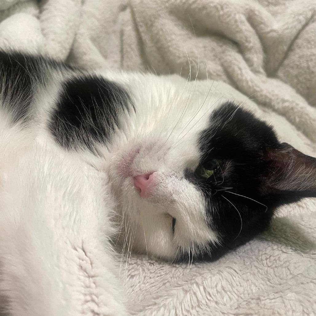 Enlarge Tourmaline "Tammy", a Adopted Domestic Short Hair in Pikesville, MD image 2/6
