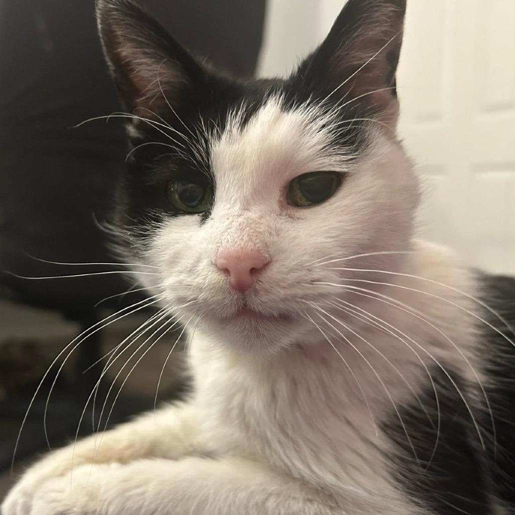 Enlarge Tourmaline "Tammy", a Adopted Domestic Short Hair in Pikesville, MD image 1/6
