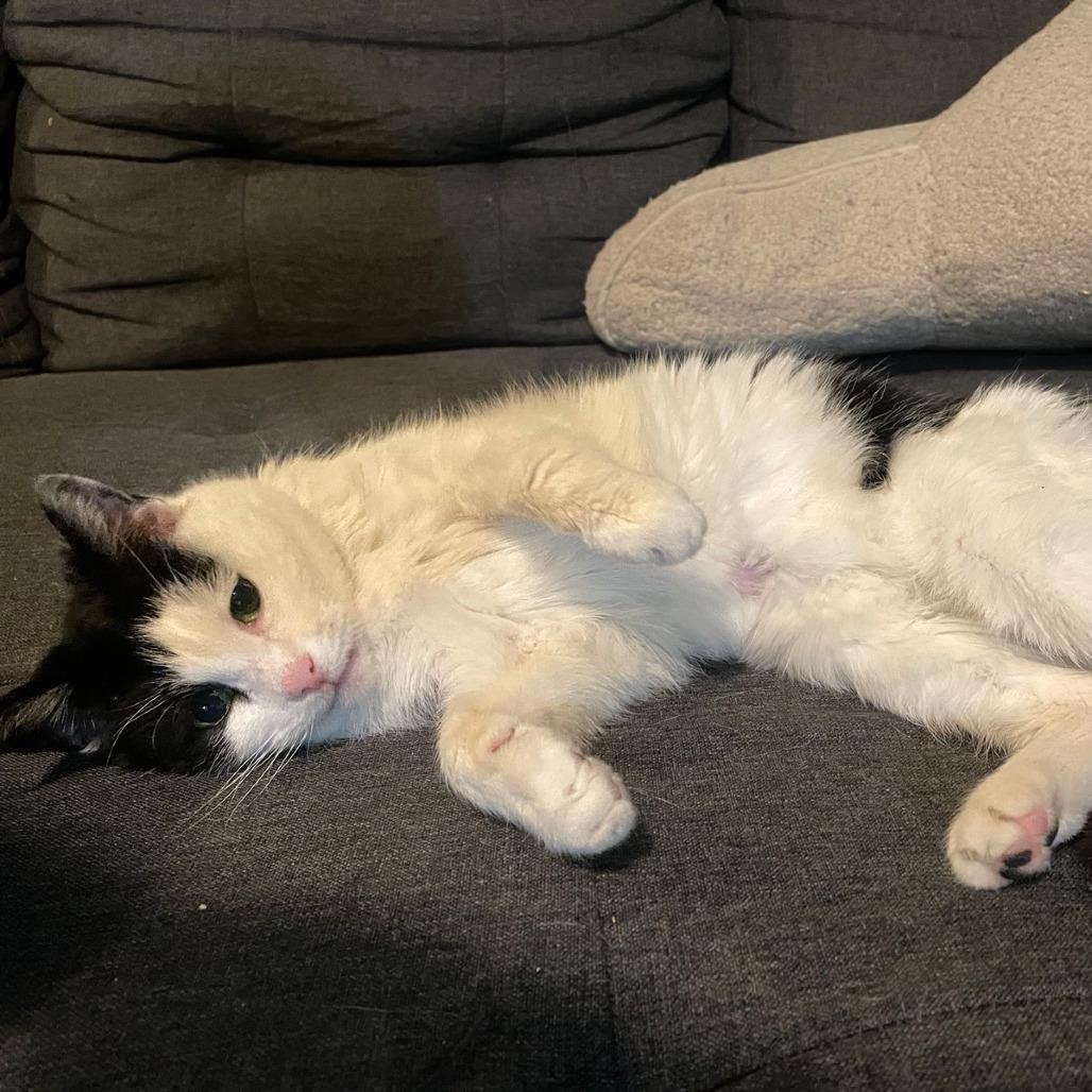 Enlarge Tourmaline "Tammy", a Adopted Domestic Short Hair in Pikesville, MD image 4/6