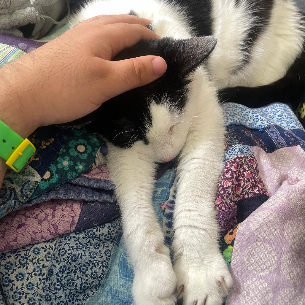 Enlarge Tourmaline "Tammy", a Adopted Domestic Short Hair in Pikesville, MD image 5/6