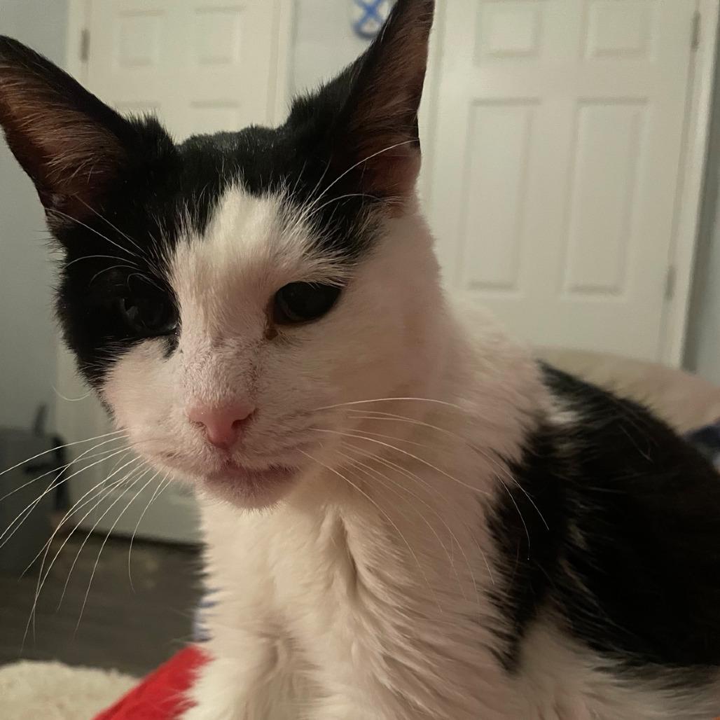 Enlarge Tourmaline "Tammy", a Adopted Domestic Short Hair in Pikesville, MD image 6/6