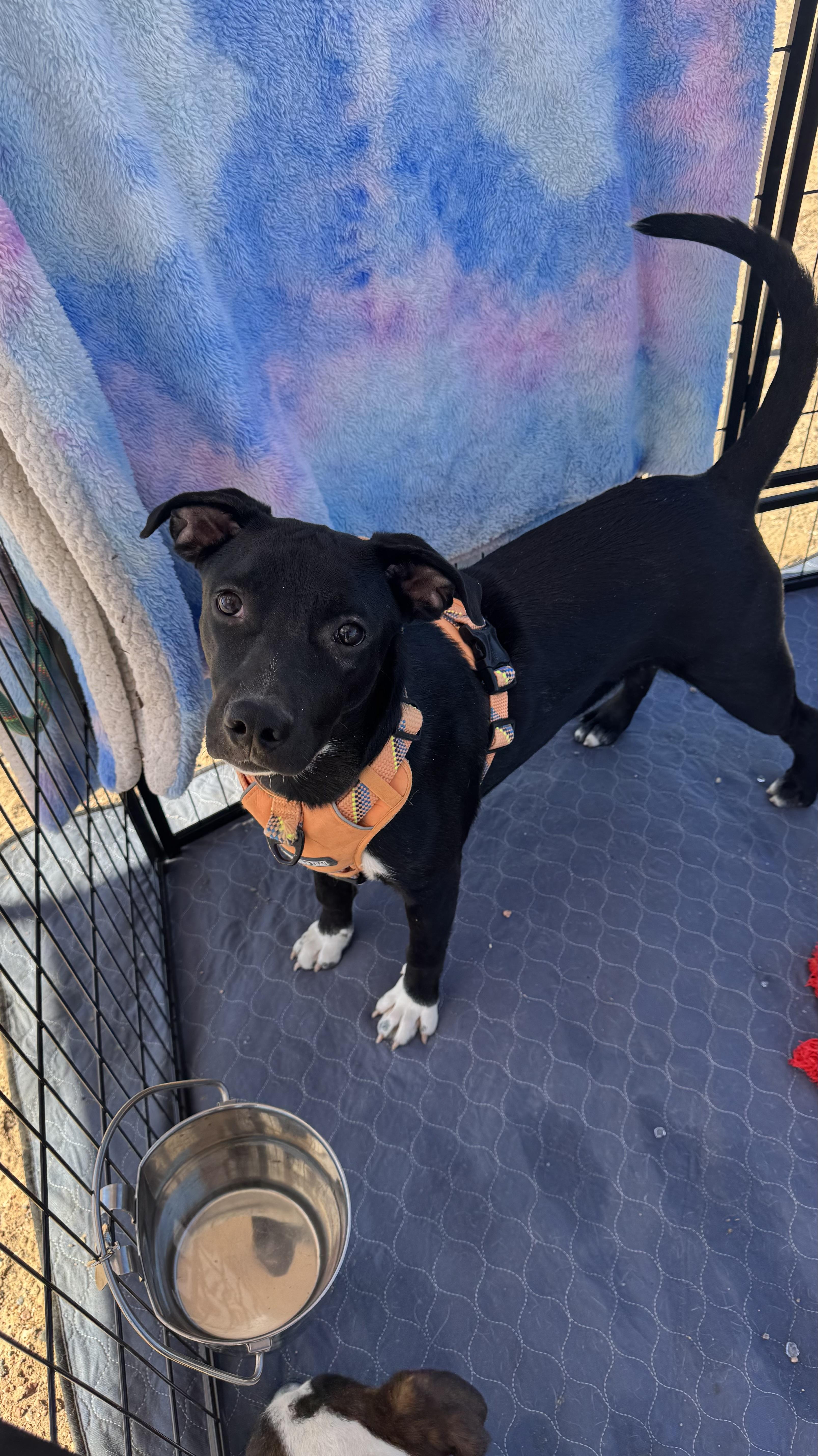George, Adoptable, Young Male Australian Cattle Dog / Blue Heeler.