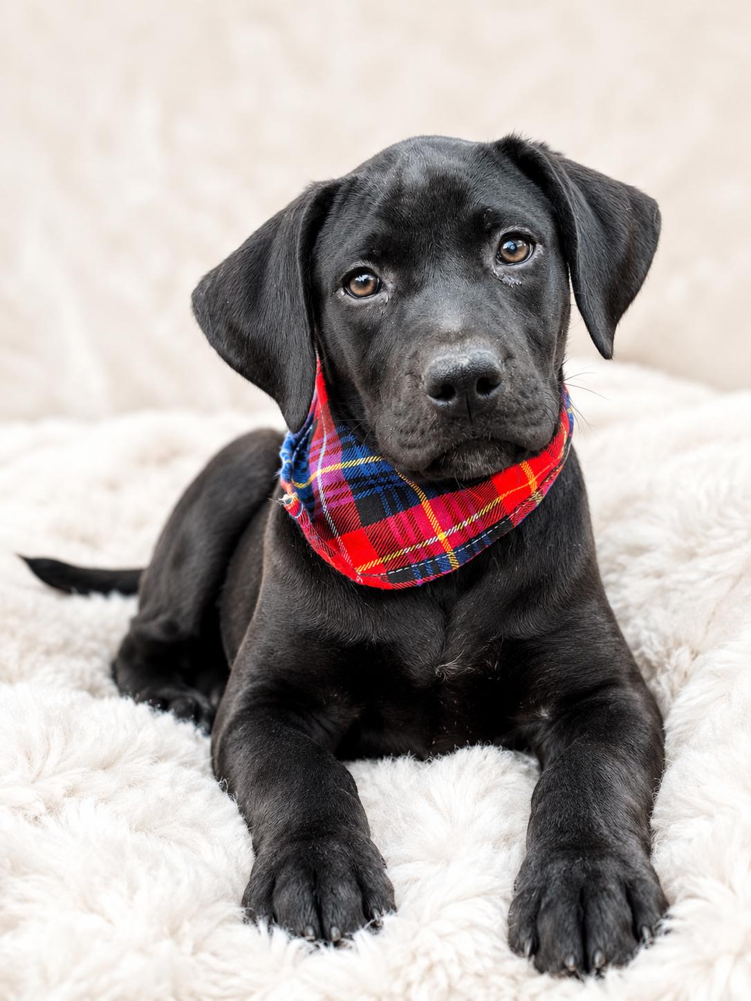 Adeline, a ADOPTABLE mixed breed in Nahunta, GA image 3/3