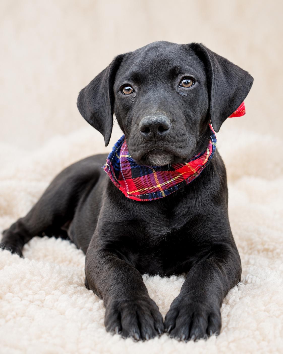 Adeline, ADOPTABLE, Puppy Female Labrador Retriever & Bulldog.