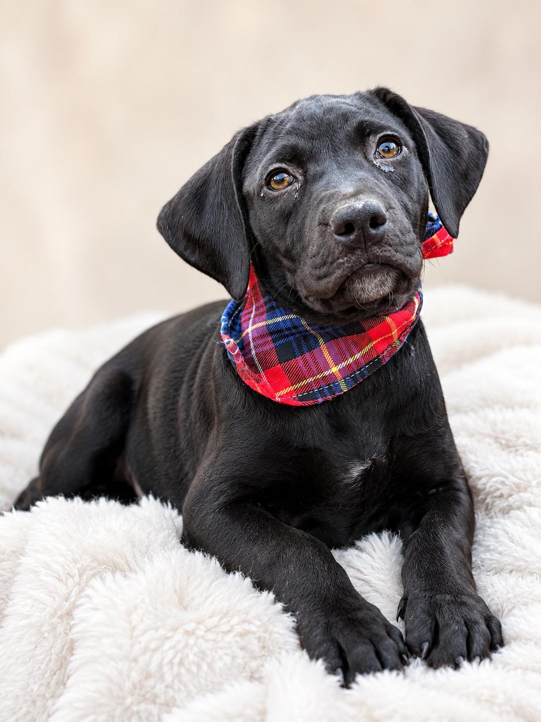 Adeline, a ADOPTABLE mixed breed in Nahunta, GA image 2/3