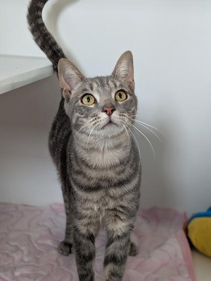 Noodles, Adoptable, Adult Male Domestic Short Hair & Domestic Short Hair.