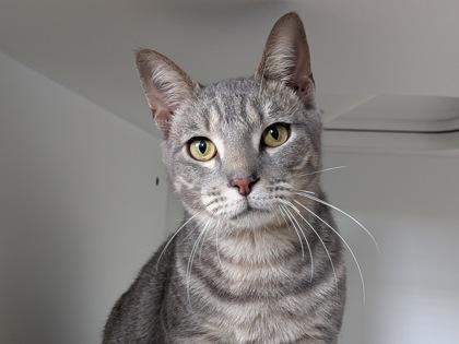 Enlarge Noodles, a Adoptable mixed breed in Divide, CO image 2/3
