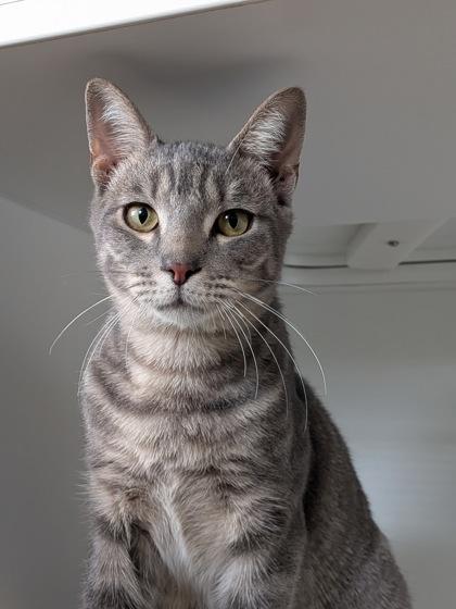 Enlarge Noodles, a Adoptable mixed breed in Divide, CO image 3/3