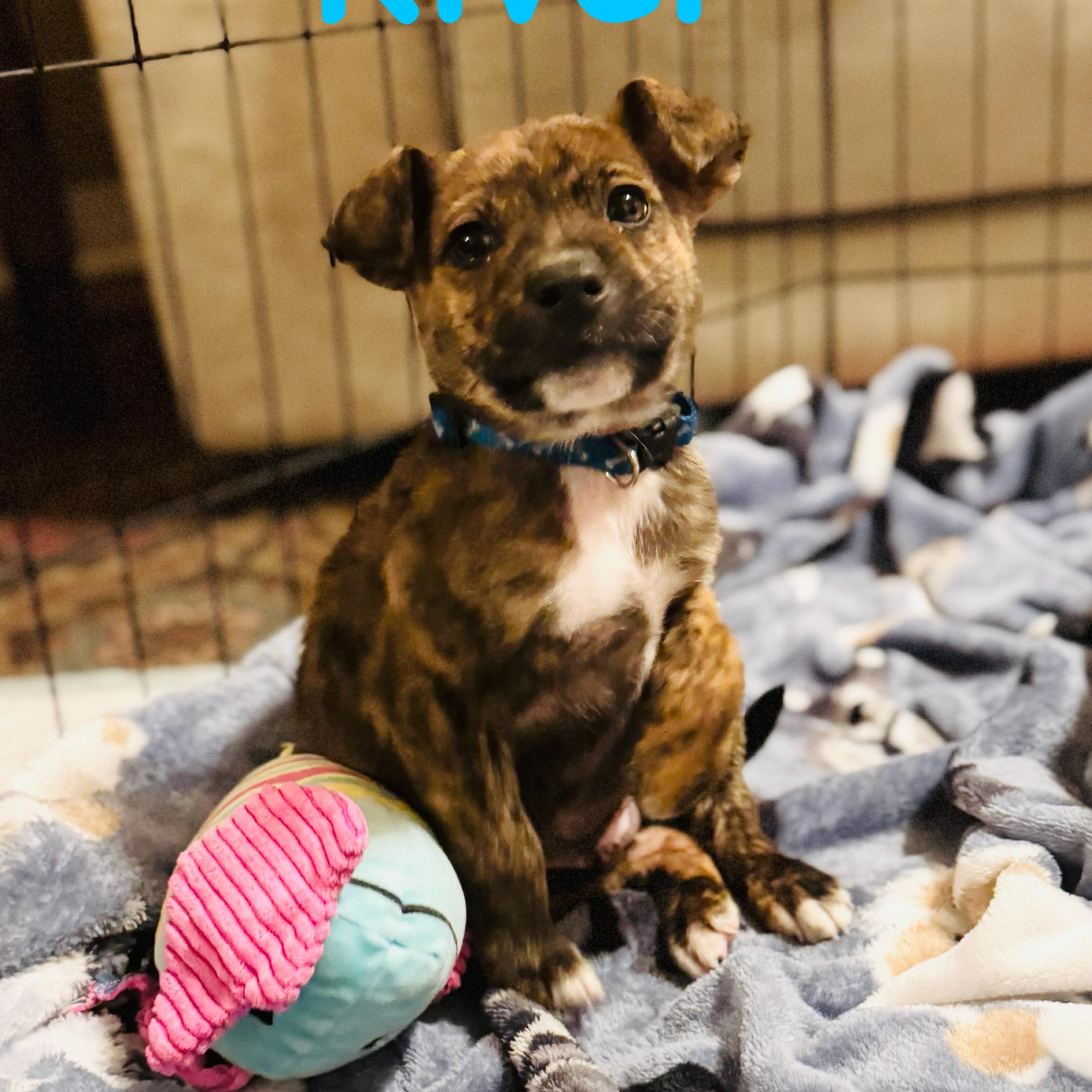 River, ADOPTABLE, Puppy Male Pit Bull Terrier & Boxer.