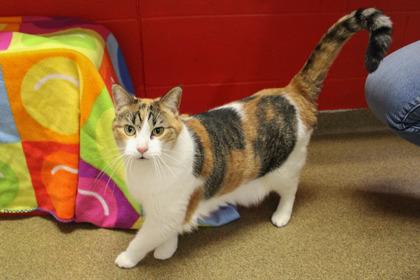 Enlarge Piper, a Adoptable mixed breed in Kansas City, MO image 1/2