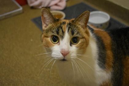 Enlarge Piper, a Adoptable mixed breed in Kansas City, MO image 2/2