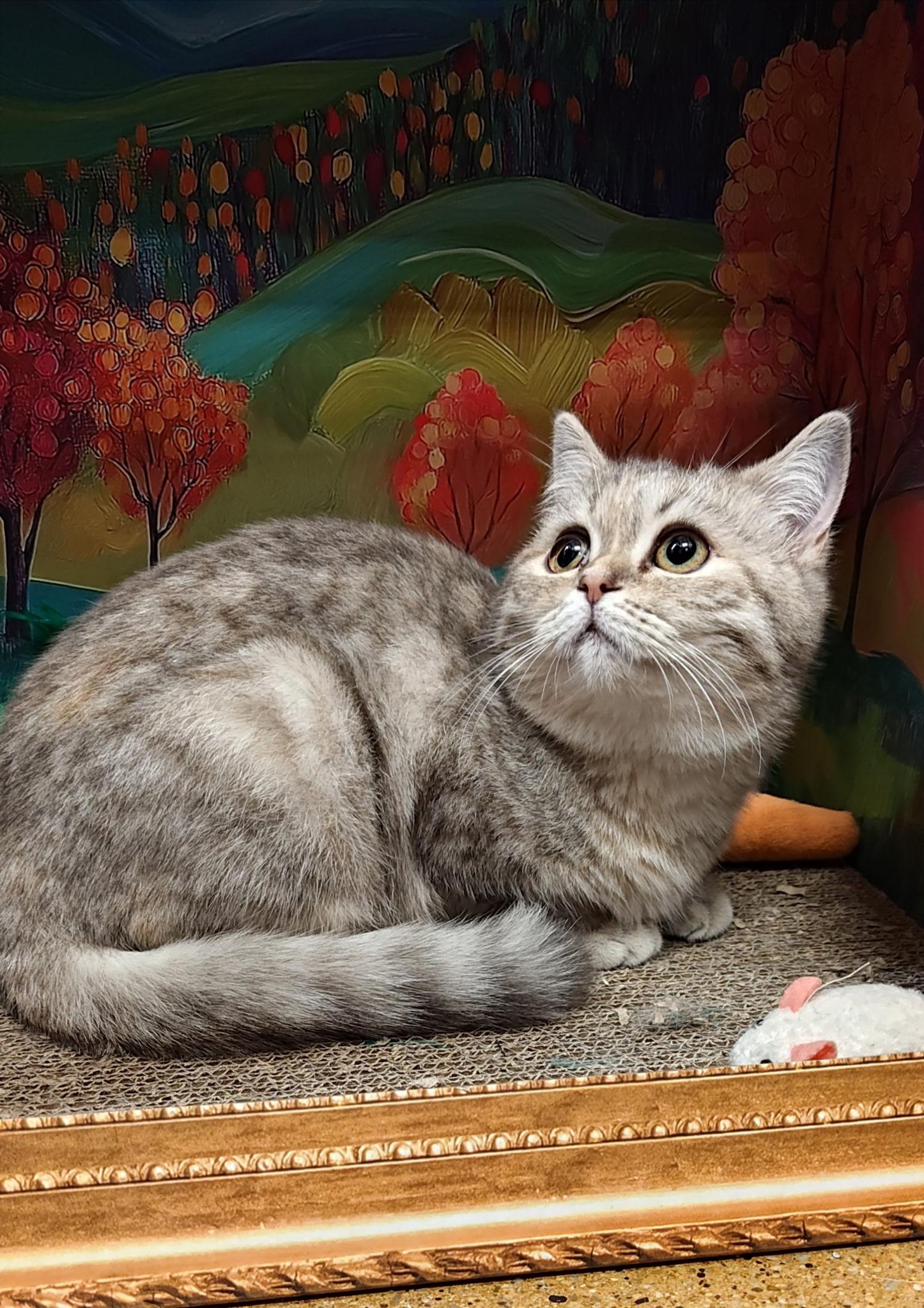 Sylvie, adopted, Kitten Female British Shorthair & Scottish Fold.