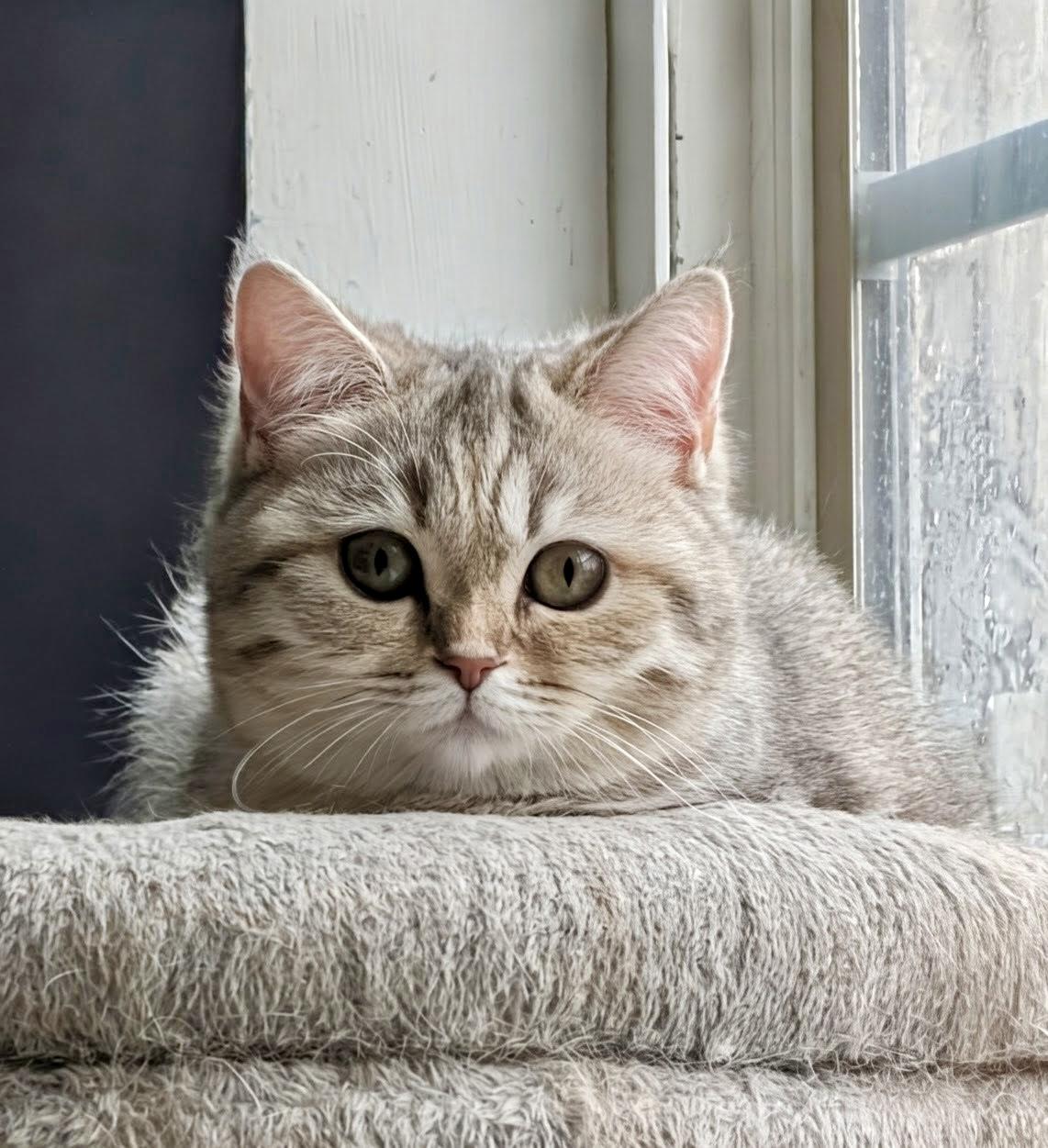 Enlarge Sylvie, an adopted mixed breed in Vernon Hills, IL image 4/4