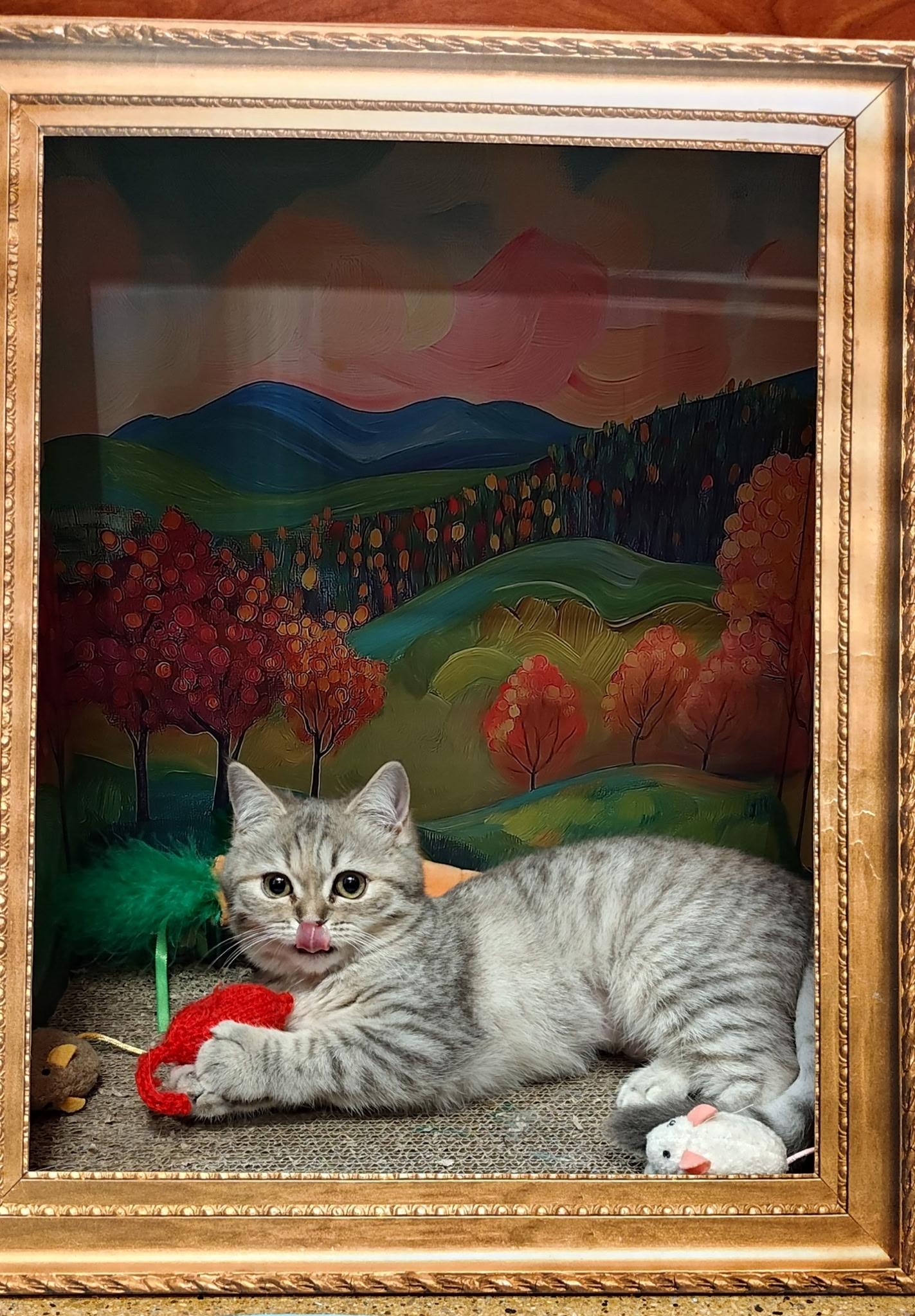 Enlarge Sylvie, an adopted mixed breed in Vernon Hills, IL image 3/4