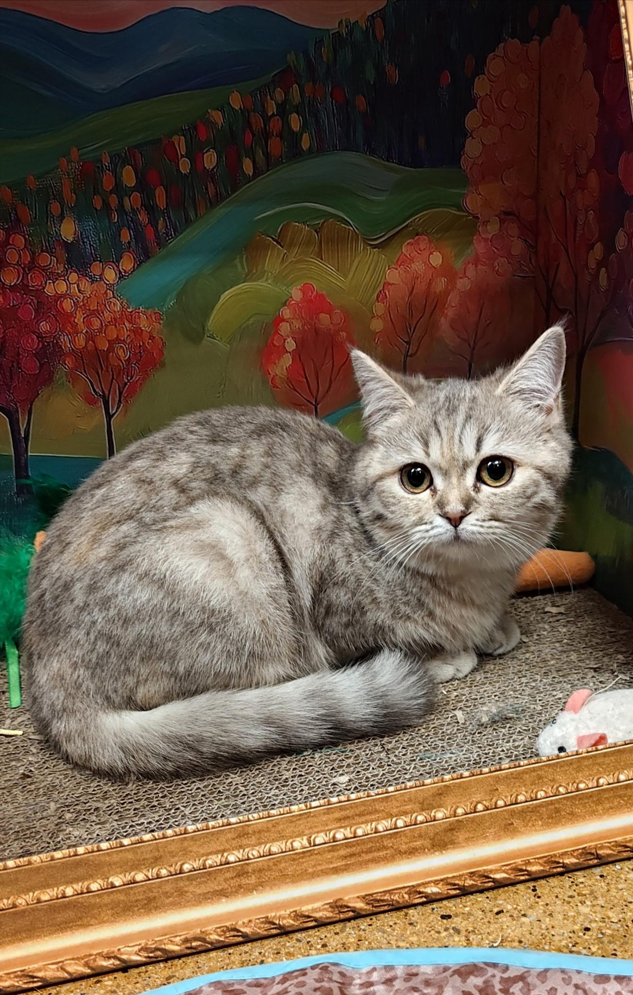 Enlarge Sylvie, an adopted mixed breed in Vernon Hills, IL image 2/4