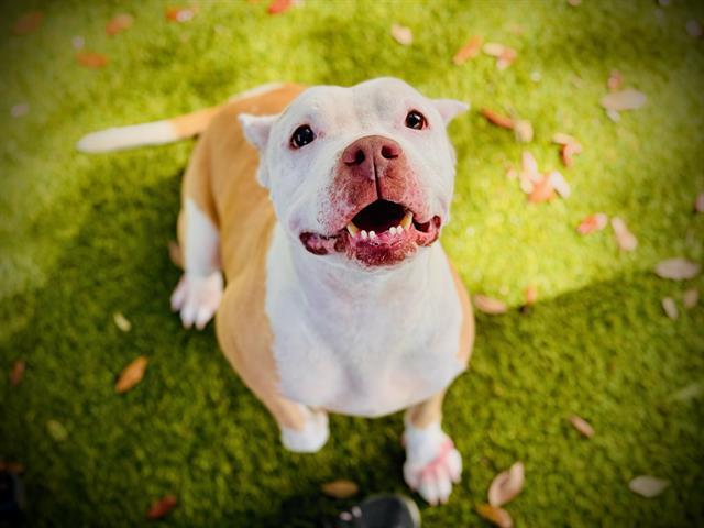 BELLA, Adoptable, Adult Female Pit Bull Terrier & American Bulldog.