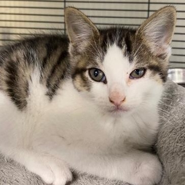 Bisque, adopted, Young Male Domestic Short Hair.